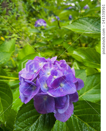 Purple Hydrangea Flower at Meigetsu-in Temple in Kamakura, Japan Purple Hydrangea Flower at Meigetsu-in Temple in Kamakura, Japan 141539561