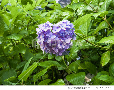 Heart-shaped purple hydrangea at Meigetsuin Temple, Kamakura Heart-shaped purple hydrangea at Meigetsuin Temple, Kamakura 141539562