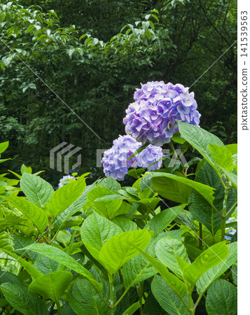 Hydrangea flowers blooming at Meigetsu-in temple in Kamakura Hydrangea flowers blooming at Meigetsu-in temple in Kamakura 141539563