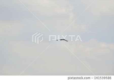 Bird sky flight cloud silhouette wing, dark bird silhouette in cloudy sky Bird sky flight cloud silhouette wing, dark bird silhouette in cloudy sky 141539586