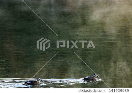 A late autumn scene at a reservoir: Ducks swim on the water's surface, bathed in the morning light and shimmering with mist. A late autumn scene at a reservoir: Ducks swim on the water's surface, bathed in the morning light and shimmering with mist. 141539689
