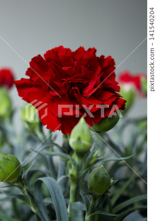 It is a red carnation flowerpot. It is a red carnation flowerpot. 141540204