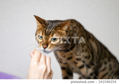 Cat receiving a treat Cat receiving a treat 141540254