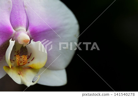 Close-up of a phalaenopsis orchid with copy space 141540278