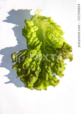 This is a close-up of a red lettuce leaf. This is a close-up of a red lettuce leaf. 141540604