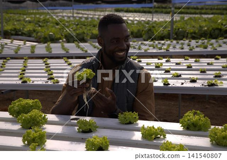 African American man holding lettuce seedling and inspecting hydroponic channels in greenhouse African American man holding lettuce seedling and inspecting hydroponic channels in greenhouse 141540807