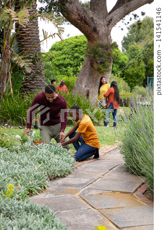 African american family kneeling and tending groundcover beside path in garden, copy space African american family kneeling and tending groundcover beside path in garden, copy space 141541146
