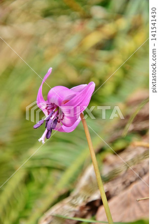 Dogtooth violets blooming in the snow country in early spring 141541430