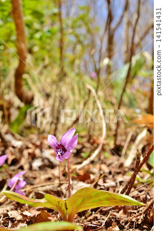 Dogtooth violets blooming in the snow country in early spring Dogtooth violets blooming in the snow country in early spring 141541431
