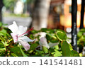 Holidays in Hawaii 141541481