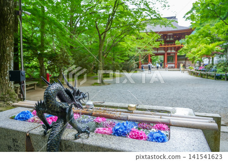 奈良縣宇多市室龍寺仁王門前的蓄水池裡盛開著繡球花。 奈良縣宇多市室龍寺仁王門前的蓄水池裡盛開著繡球花。 141541623