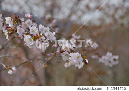 Cherry blossoms in Kiyosato town Cherry blossoms in Kiyosato town 141541710