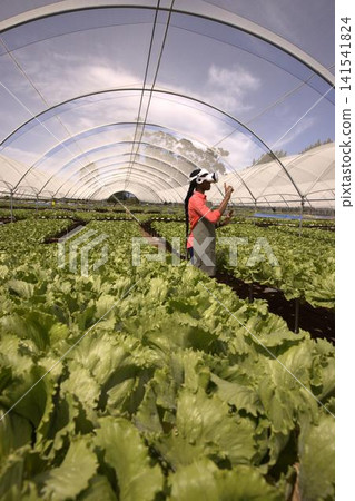 African american woman interacting lettuce rows in greenhouse using vr headset in gray apron African american woman interacting lettuce rows in greenhouse using vr headset in gray apron 141541824