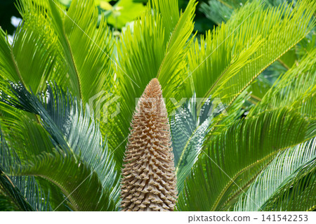 Strange male flowers Strange male flowers 141542253