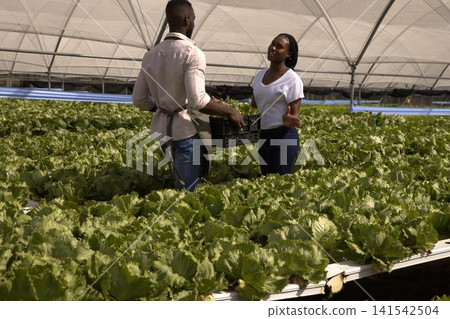 African american coworkers discussing lettuce growth in greenhouse hydroponic troughs with crate African american coworkers discussing lettuce growth in greenhouse hydroponic troughs with crate 141542504