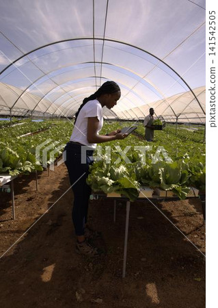 African american coworkers inspecting lettuce on greenhouse tables using tablet, carrying crate African american coworkers inspecting lettuce on greenhouse tables using tablet, carrying crate 141542505