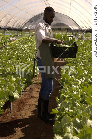 African american man wearing green apron placing lettuce in black crate in greenhouse African american man wearing green apron placing lettuce in black crate in greenhouse 141542996