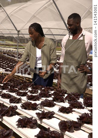 African american colleagues inspecting hydroponic red lettuce in greenhouse using tablet 141543001