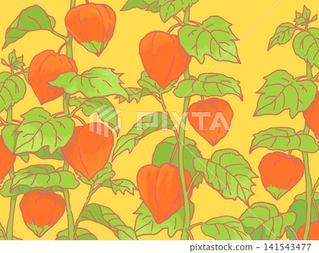 Chinese lantern plant illustration with a yellow background Chinese lantern plant illustration with a yellow background 141543477
