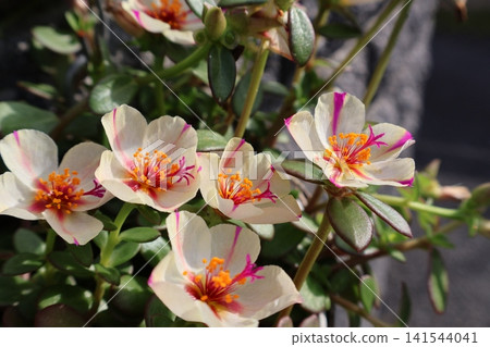 Portulaca with cute patterns Portulaca with cute patterns 141544041