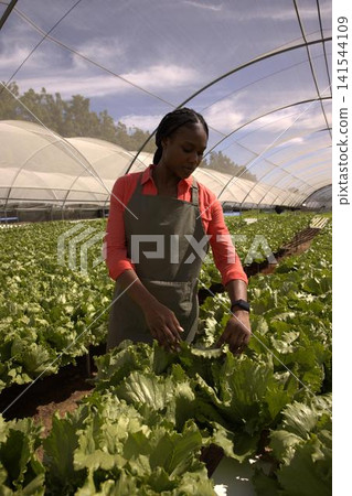 African american woman leaning amid lettuce in greenhouse in green apron inspecting leaves African american woman leaning amid lettuce in greenhouse in green apron inspecting leaves 141544109
