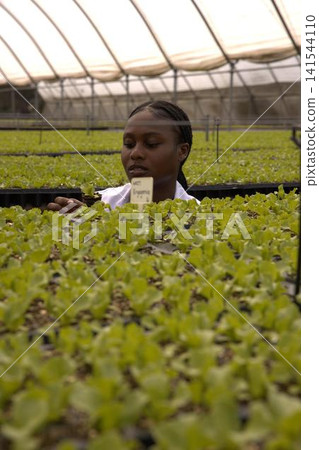 African american woman in lab coat inspecting seedling trays in greenhouse near irrigation pipes 141544110