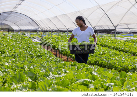 African american woman farm worker holding crate filled with lettuce at greenhouse tunnel 141544112