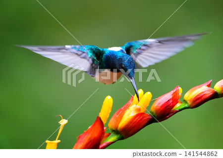 White-necked hummingbird feeding on nectar White-necked hummingbird feeding on nectar 141544862