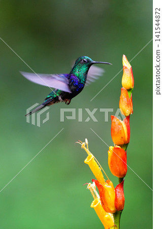 藍冠蜂鳥正在吸食花蜜 141544872