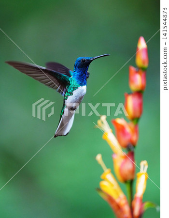 白頸蜂鳥吸食花蜜 141544873