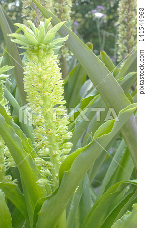 The pineapple lily (Eucomis), which produces unique flowers resembling pineapples, is a summer plant scene. The pineapple lily (Eucomis), which produces unique flowers resembling pineapples, is a summer plant scene. 141544968