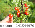 Harvesting mini tomatoes 141544970