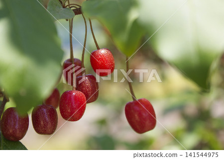 Ripe Autumn Olive Berries (Elaeagnus Umbellata) growing on a branch . oleaster Ripe Autumn Olive Berries (Elaeagnus Umbellata) growing on a branch . oleaster 141544975