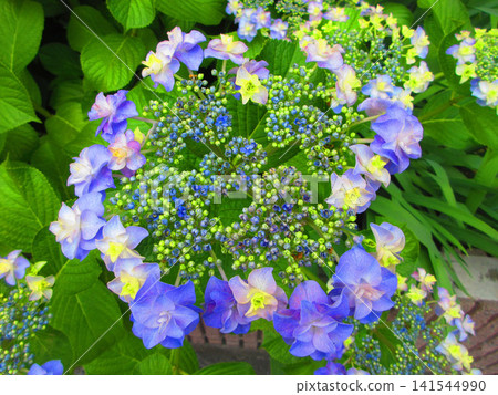 Beautiful scenery of lacecap hydrangeas Beautiful scenery of lacecap hydrangeas 141544990