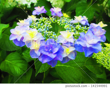 Beautiful scenery of lacecap hydrangeas Beautiful scenery of lacecap hydrangeas 141544991