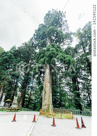 [Togakushi, Nagano City] Togakushi Shrine, Chusha (Middle Shrine), Sacred Tree 141545122