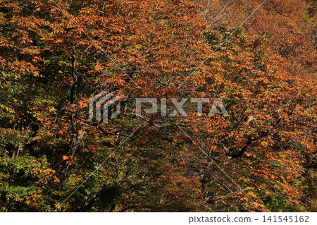 Hachimantai of autumn leaves Hachimantai of autumn leaves 141545162