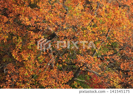 Hachimantai of autumn leaves Hachimantai of autumn leaves 141545175