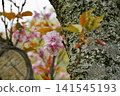 Cherry blossoms blooming from the trunk 141545193