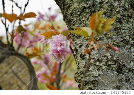 Cherry blossoms blooming from the trunk Cherry blossoms blooming from the trunk 141545193