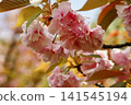 Cherry blossoms shining in the spring sunshine 141545194