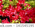 Red azalea flower 141545195