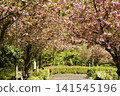 Park with cherry blossoms 141545196