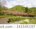 Double cherry blossoms blooming in the mountains 141545197