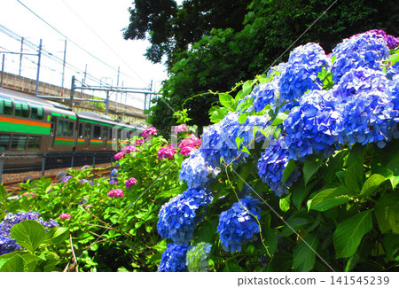 在東京都北區王子市飛鳥山公園的「飛鳥之道」上,繡球花盛開,構成了一幅美麗的景象。 在東京都北區王子市飛鳥山公園的「飛鳥之道」上,繡球花盛開,構成了一幅美麗的景象。 141545239