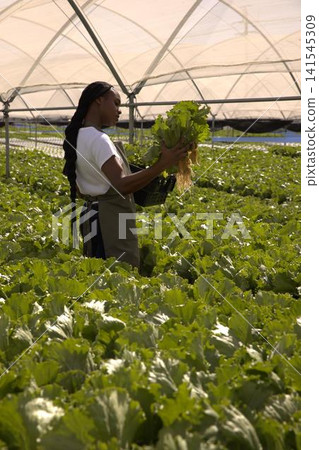 African american woman harvesting in greenhouse, holding lettuce, harvest basket African american woman harvesting in greenhouse, holding lettuce, harvest basket 141545309