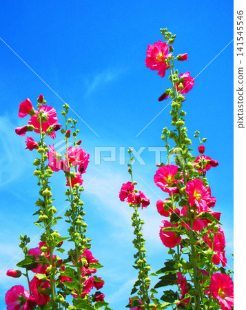 A scene of hollyhocks in full bloom against a blue sky at the Urban Agricultural Park (Adachi Ward, Tokyo). A scene of hollyhocks in full bloom against a blue sky at the Urban Agricultural Park (Adachi Ward, Tokyo). 141545546
