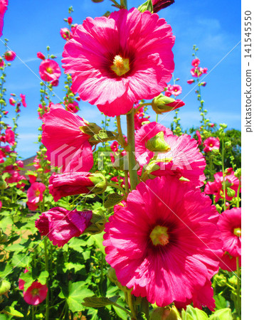A scene of hollyhocks in full bloom against a blue sky at the Urban Agricultural Park (Adachi Ward, Tokyo). A scene of hollyhocks in full bloom against a blue sky at the Urban Agricultural Park (Adachi Ward, Tokyo). 141545550