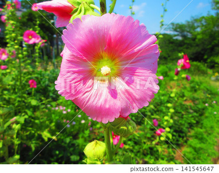 在東京足立區都市農業公園,盛開的蜀葵花映襯著藍天,構成了一幅美麗的景象。 在東京足立區都市農業公園,盛開的蜀葵花映襯著藍天,構成了一幅美麗的景象。 141545647