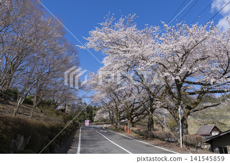 Cherry blossoms at Sakurayama Park Cherry blossoms at Sakurayama Park 141545859